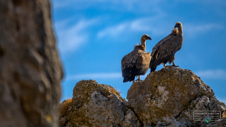 photo vautours fauves rougon verdon